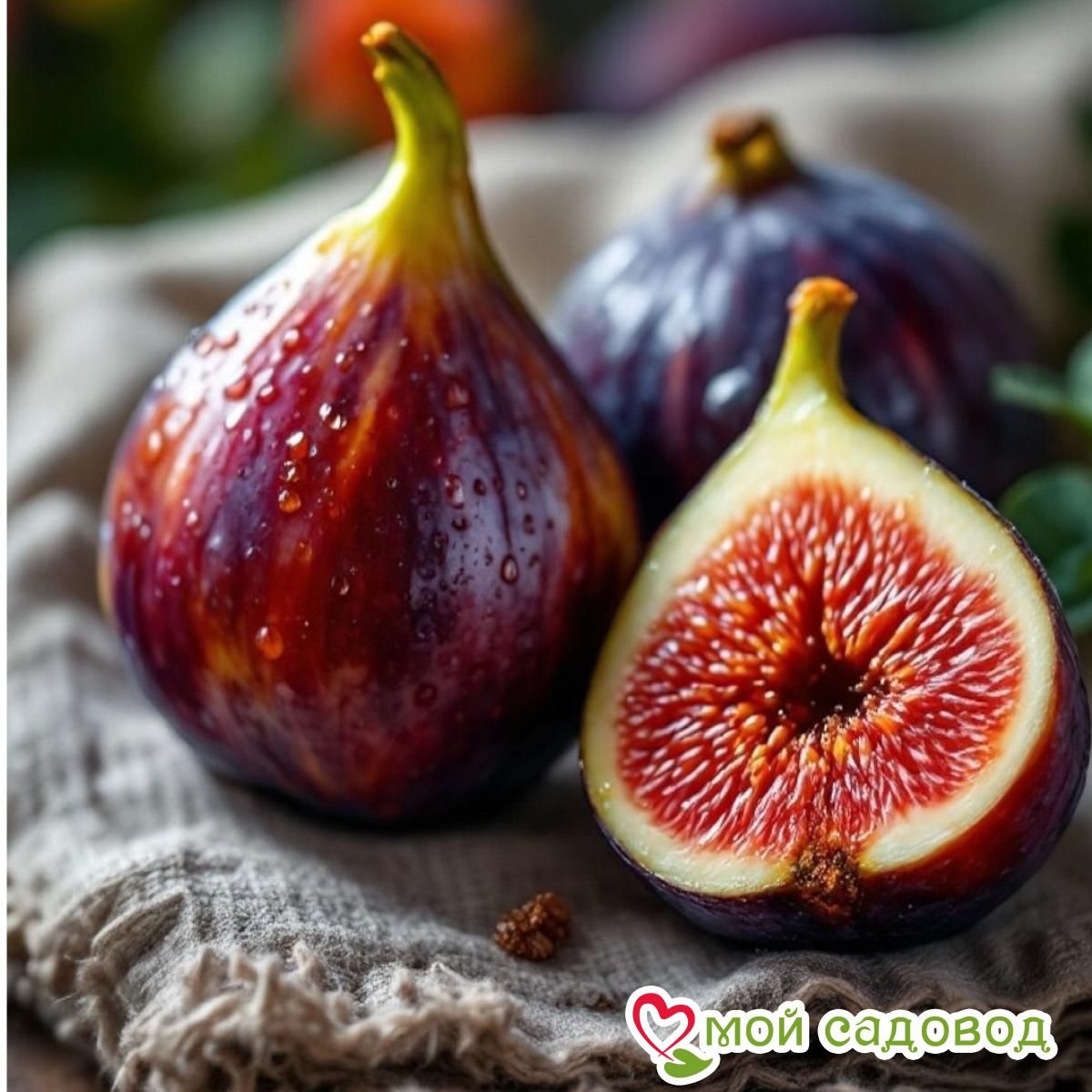 Инжир Королевский