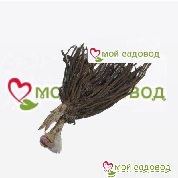 Морозник Мастер Кинг