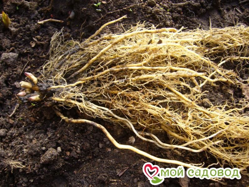 Флокс Флинт Рок