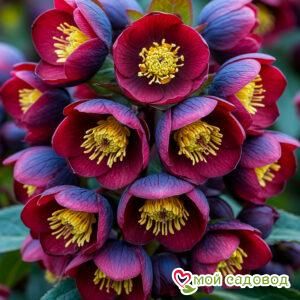 Морозник Довер