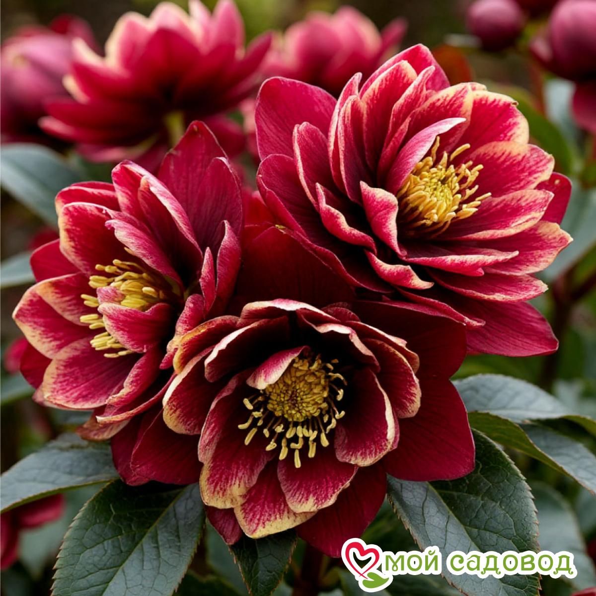 Морозник Фин Чарм