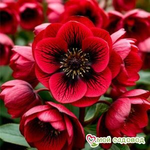 Морозник Ред Фокс