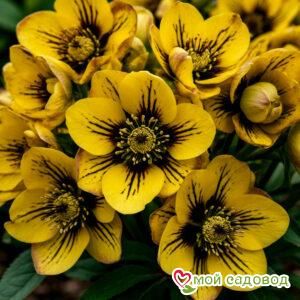 Морозник Роса Апреля