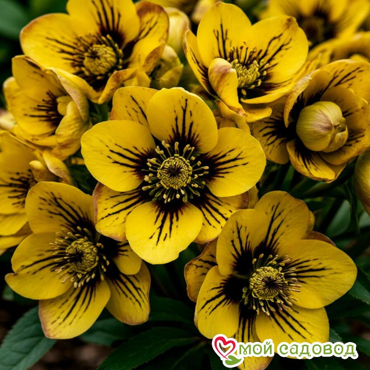 Морозник Роса Апреля