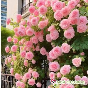 Роза плетистая Кристалл Трэил