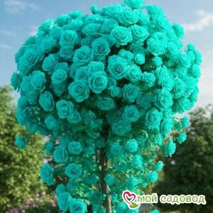 Роза Штамбовая Сора Рико