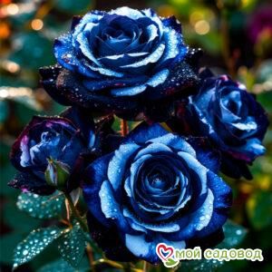 Роза чайно-гибридная Фогги Блаш