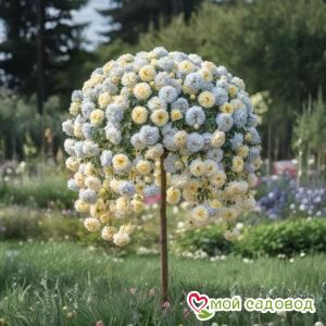 Роза Штамбовая Ринвич