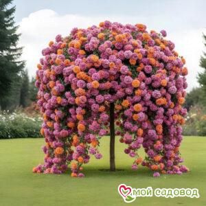 Роза Штамбовая Розовый Бархат