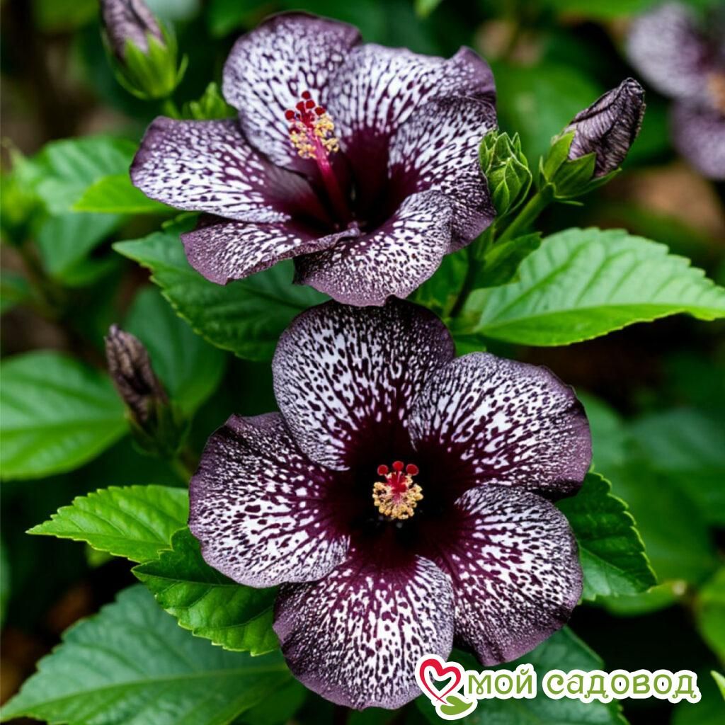 Хоста Кэтлин