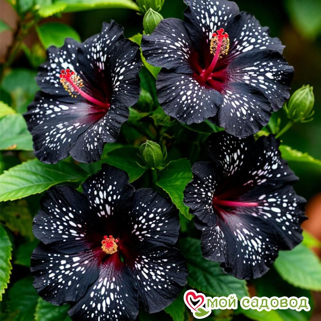 Гибискус Глоу Оф Скай