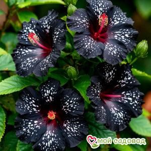 Гибискус Глоу Оф Скай