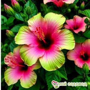 Гибискус Тропик