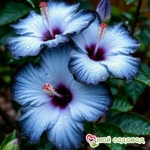 Гибискус Тайдл Вейв