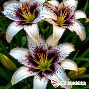 Лилейник Форест Черз