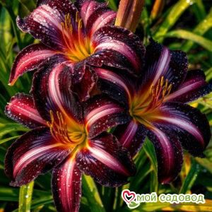 Лилейник Ред Сандей