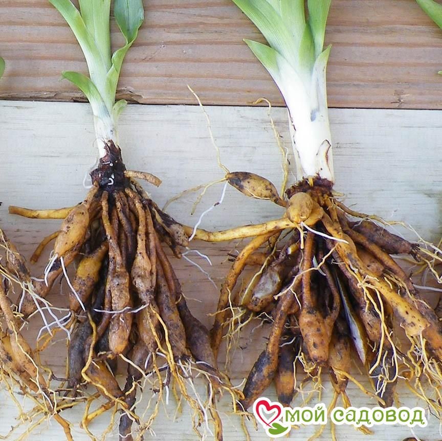 Лилейник Блаш Мэри