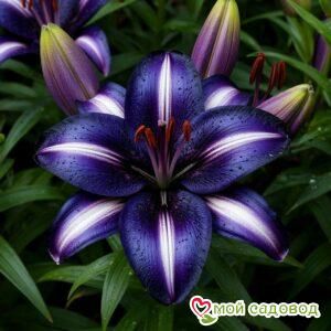 Лилия Золотой Час