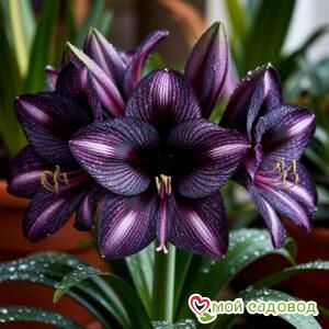 Амариллис Саммер Тек