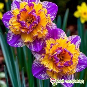 Нарцисс Фанталь