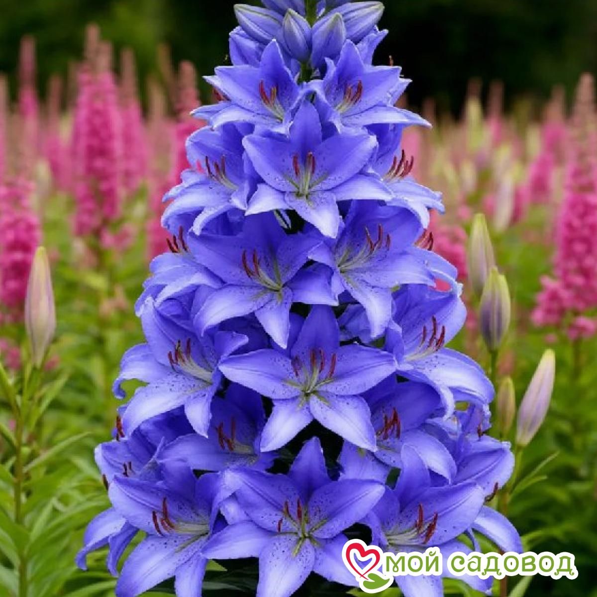 Лилия Пирамидальная Джентл Пач