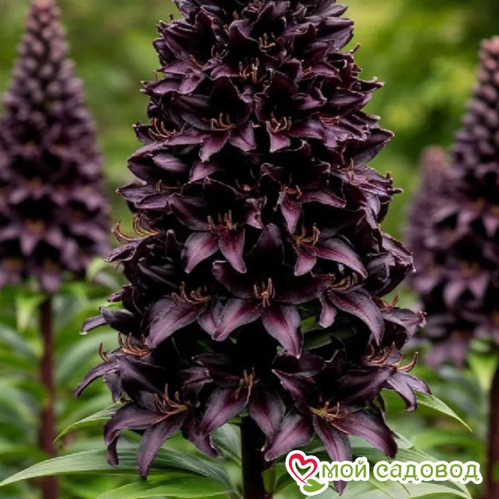 Лилия Рур Мист