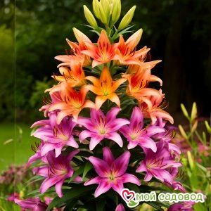 Лилия Брайт Веил