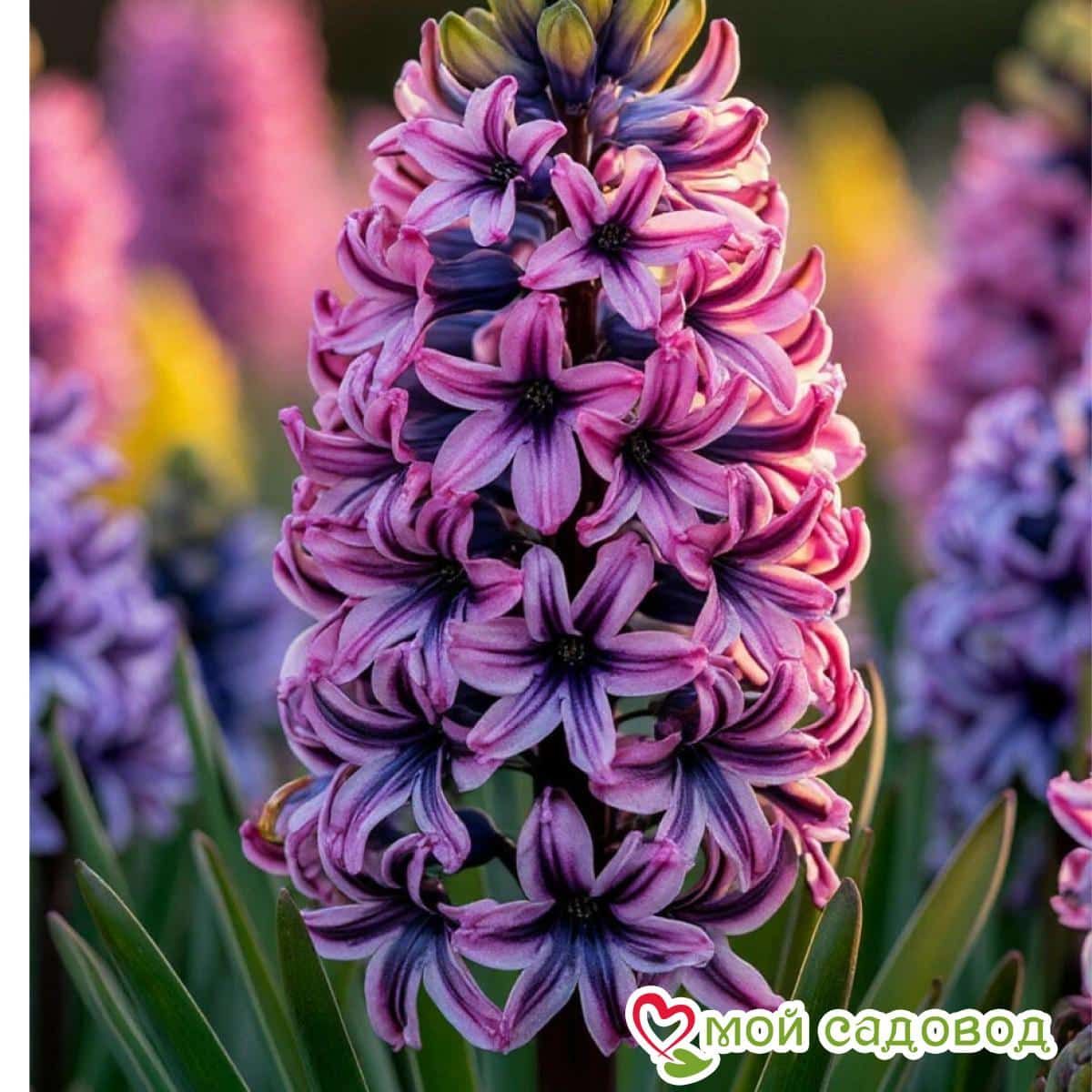 Гиацинт Розовый Закат