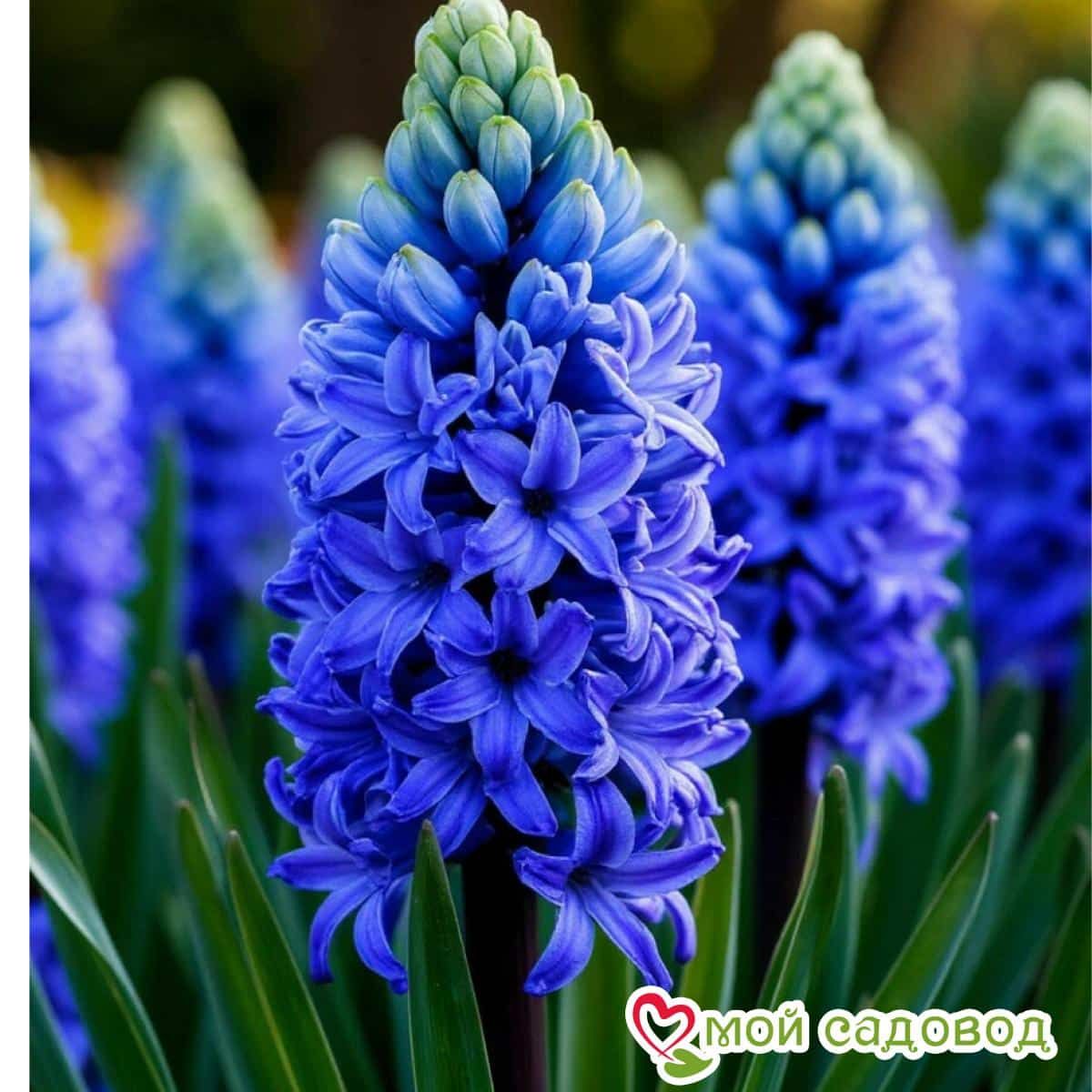 Гиацинт Латифолиум