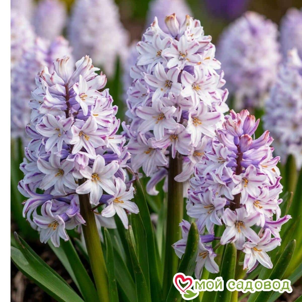 Гиацинт Либеран