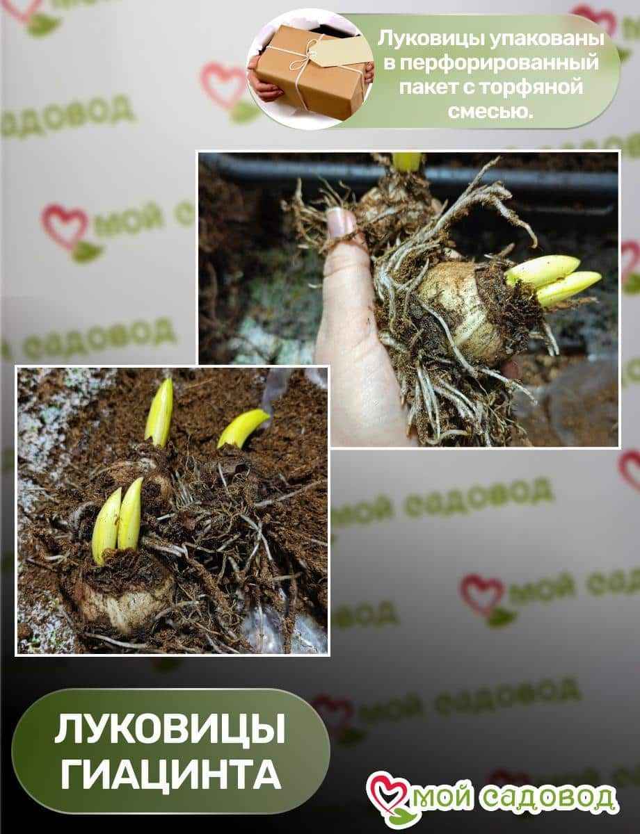 Гиацинт Оушен Делайт