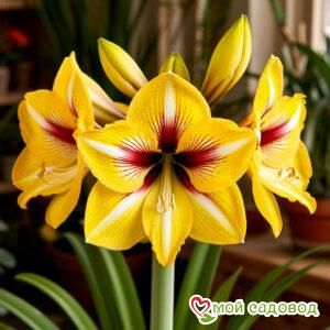 Амариллис Холидей Эмбер