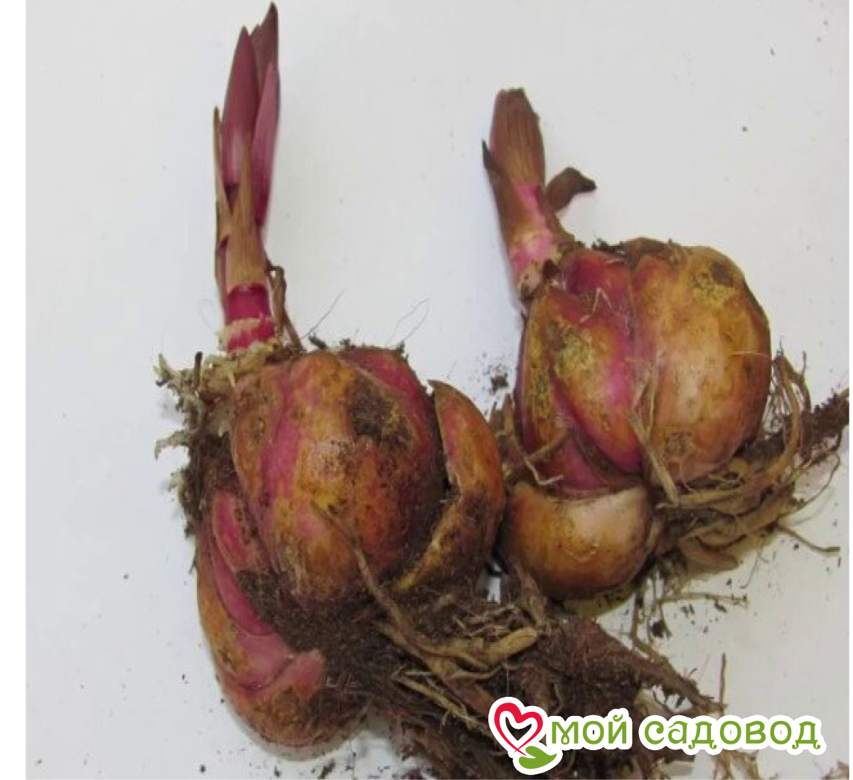 Лилия Рур Мист