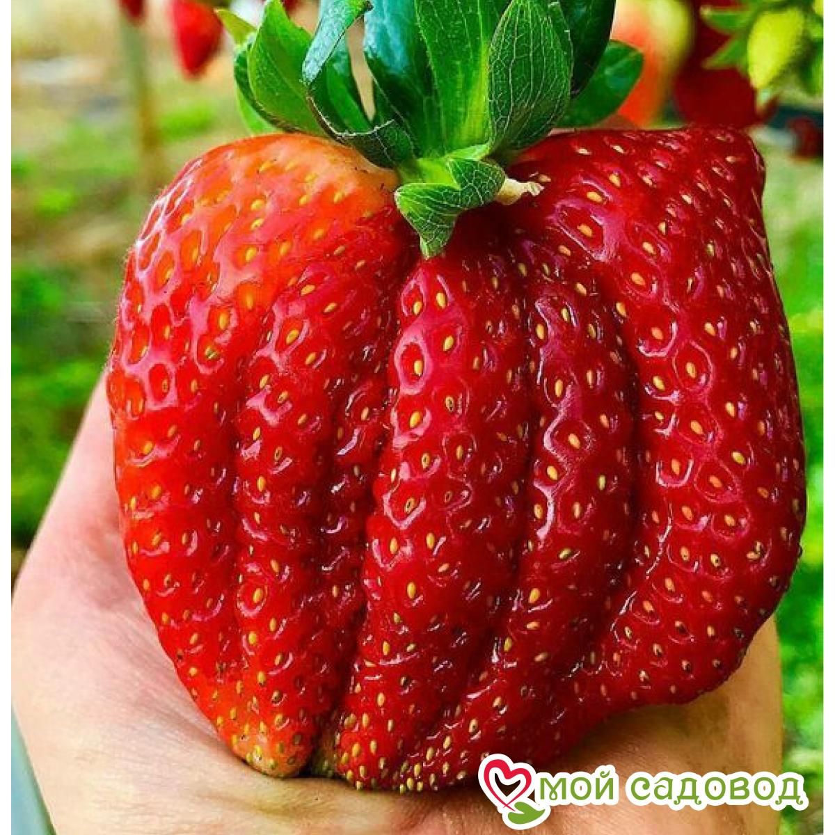Клубника Бычье Сердце