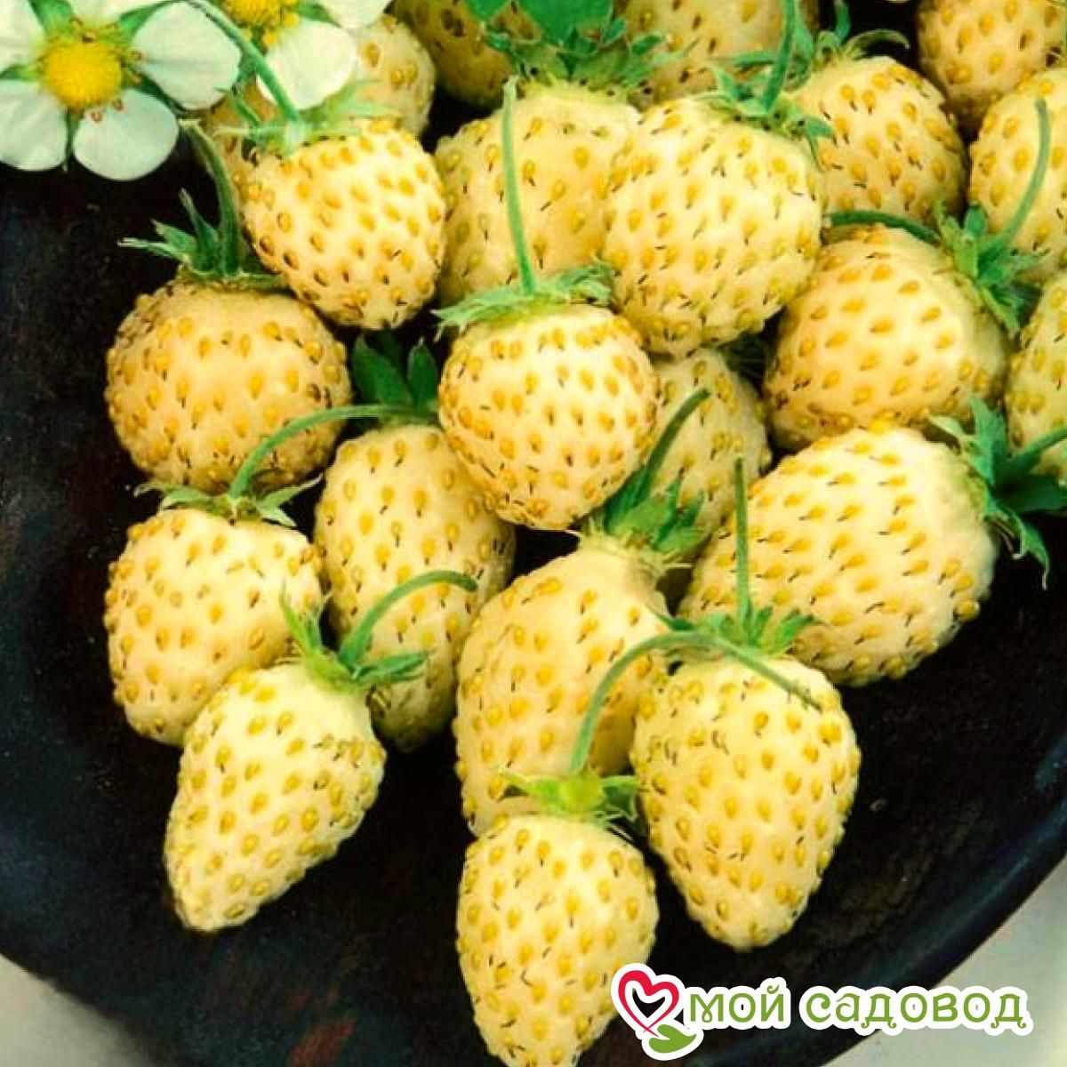 Клубника Ананасная