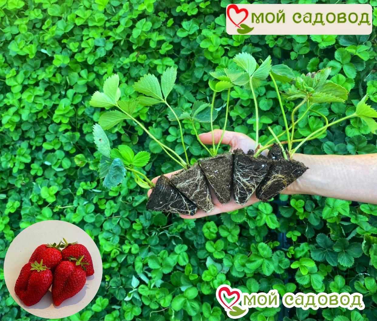 Клубника Черный Принц