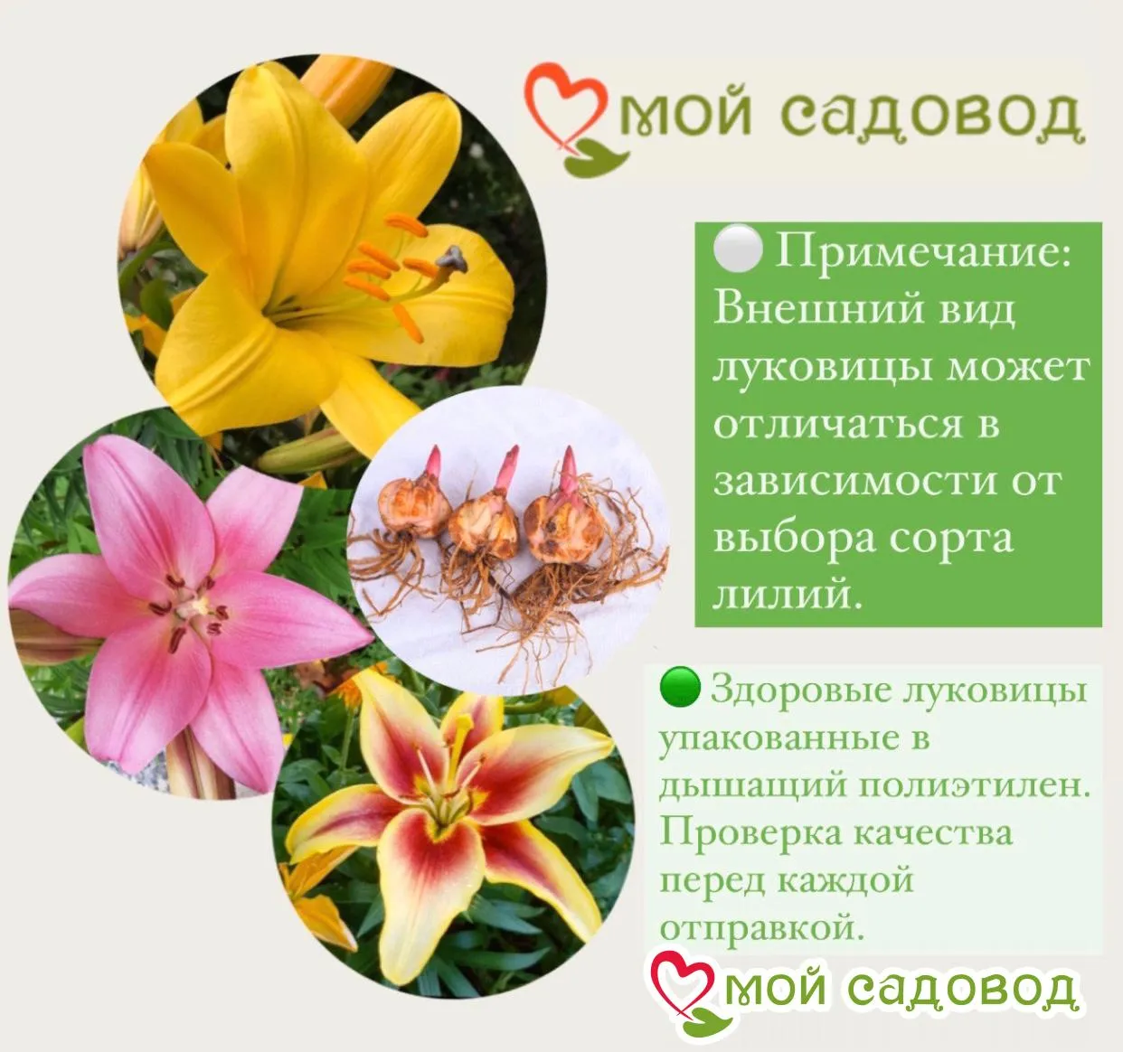 Лилия Пинк Флауэр
