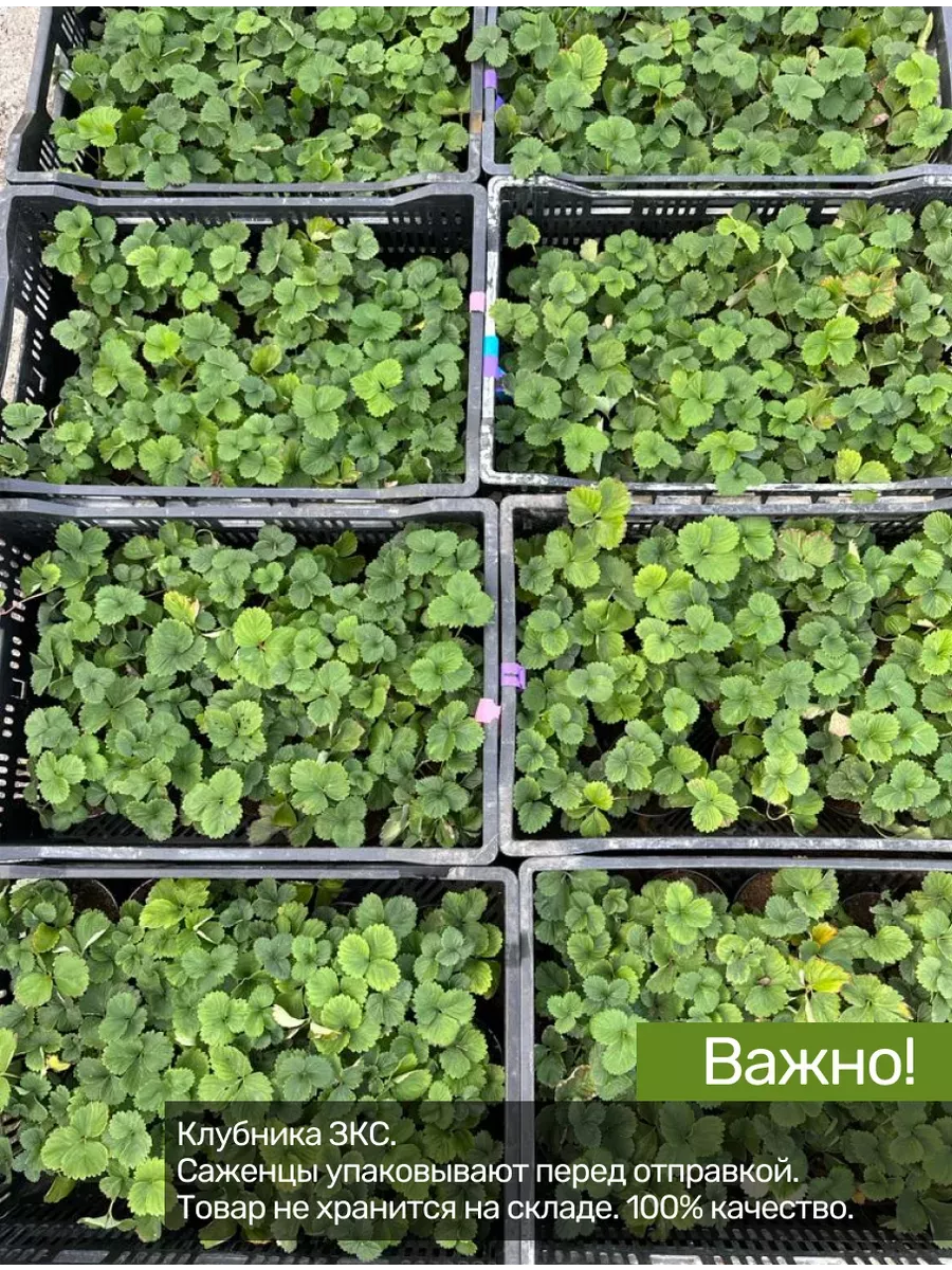 Клубника Пандора