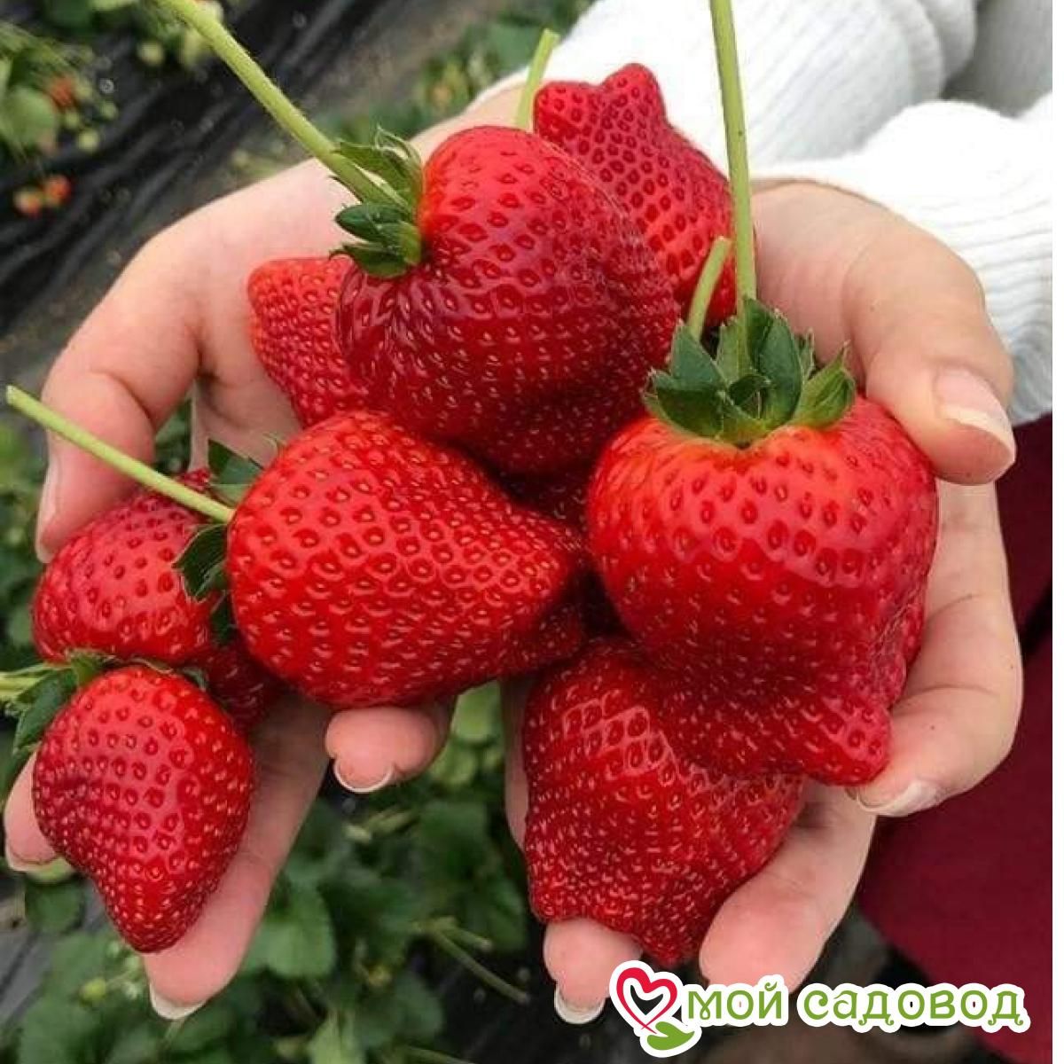 Клубника Фурор