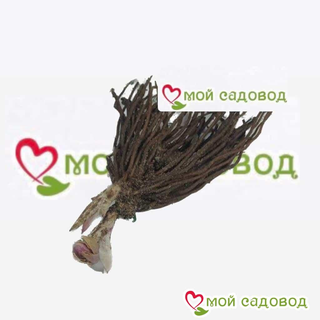 Хоста Лайк Блю