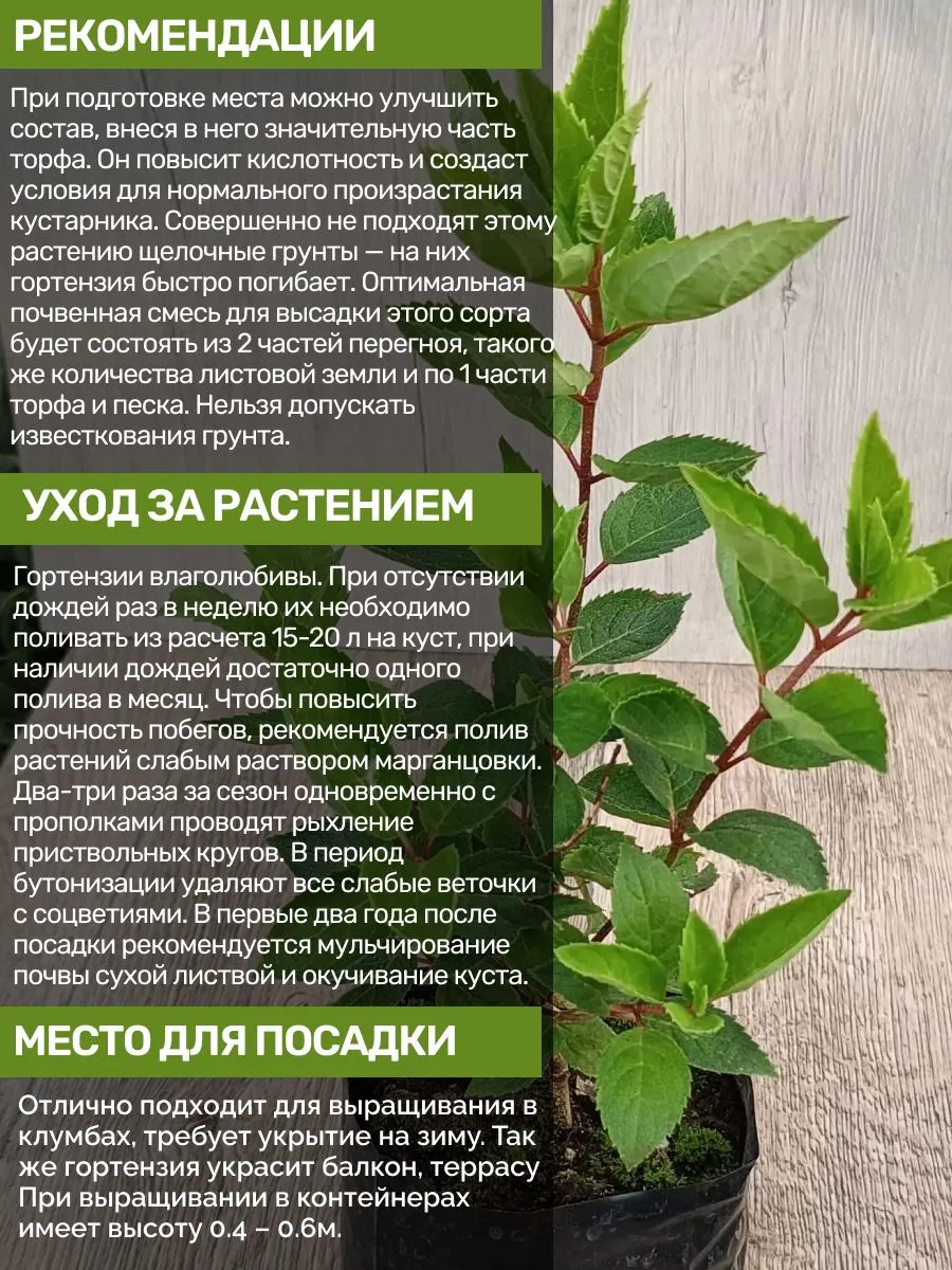 Гортензия Метельчатая Стробери Блоссом